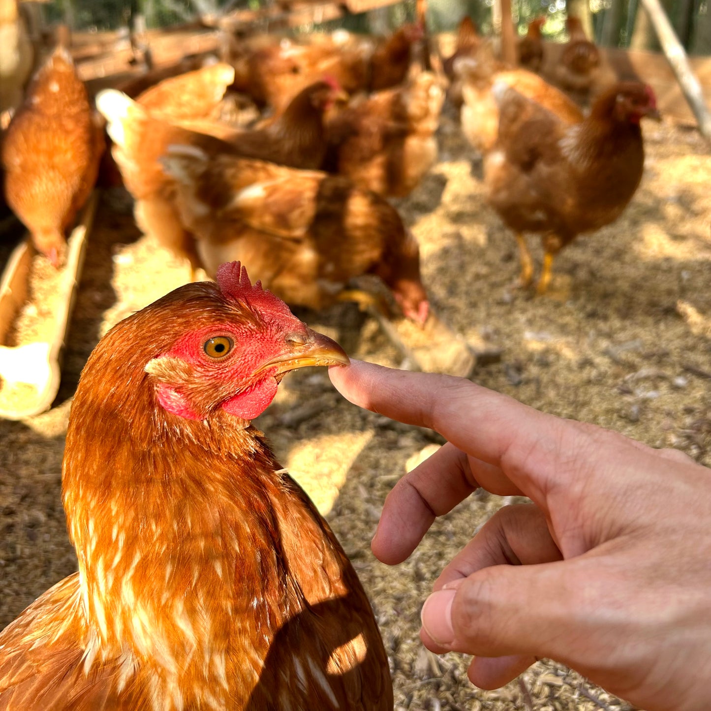 《定期購入》新鮮な平飼い卵をご自宅にお届け|鹿児島の恵みがぎゅっと詰まった平飼い卵『楓のときめき』