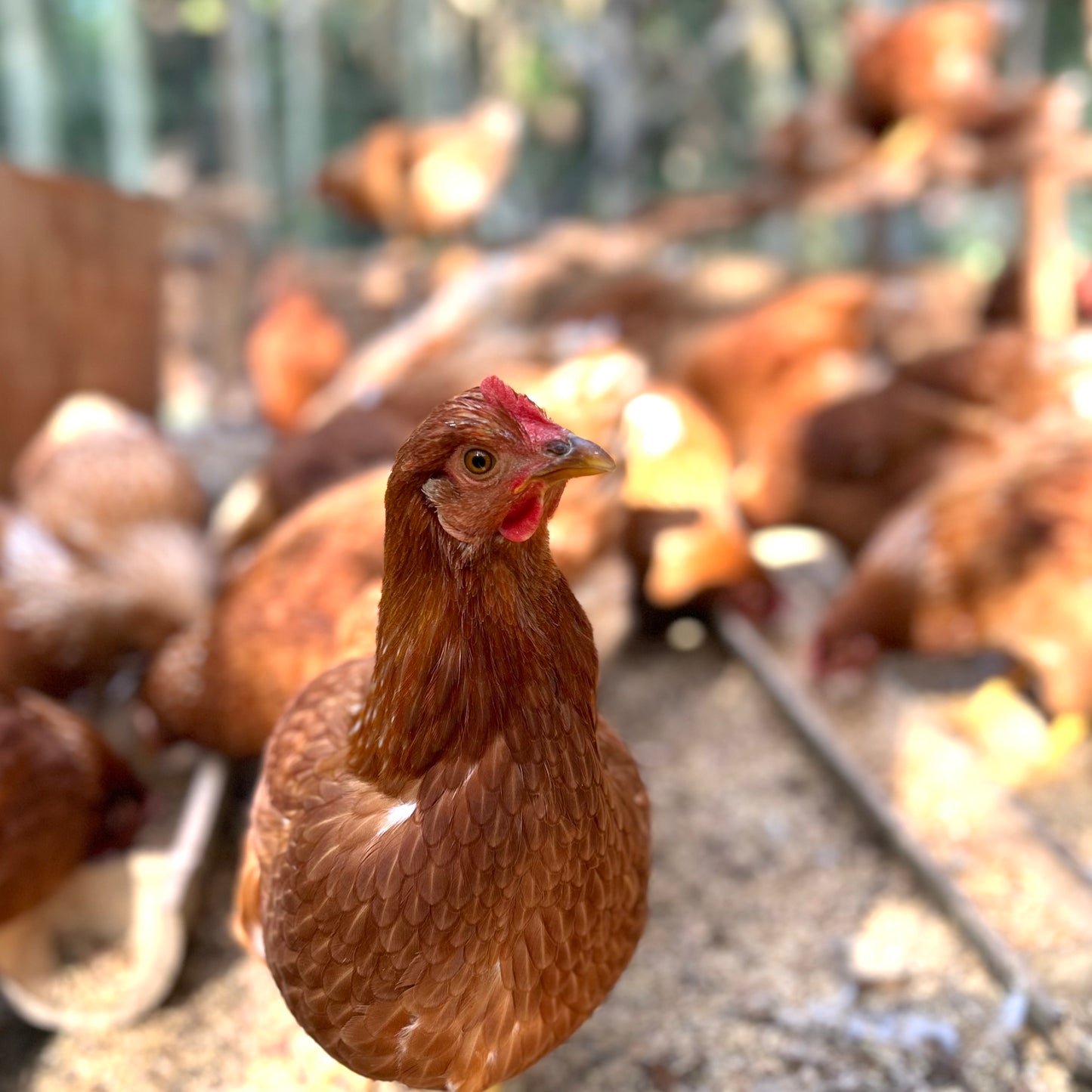 《定期購入》新鮮な平飼い卵をご自宅にお届け｜鹿児島の恵みがぎゅっと詰まった平飼い卵『楓のときめき』